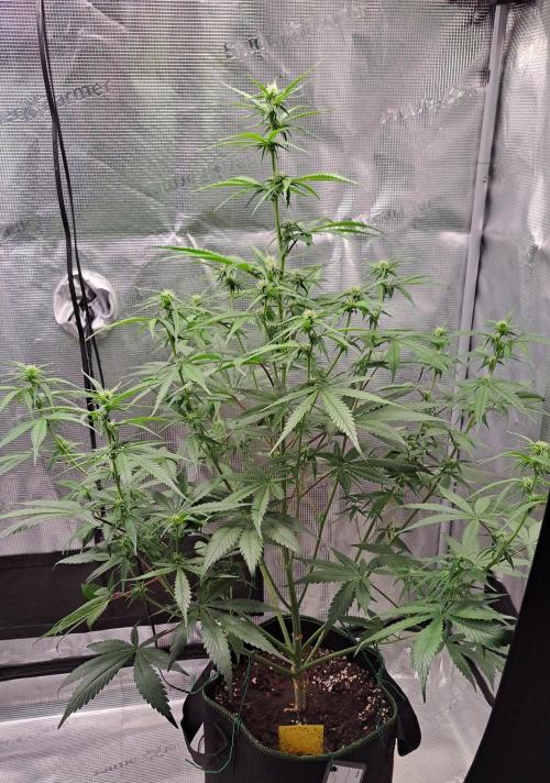 A tropical twist on Venus. Week 6 - Day 42