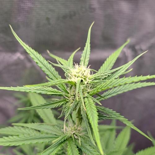 A tropical twist on Venus. Week 6 - Day 42