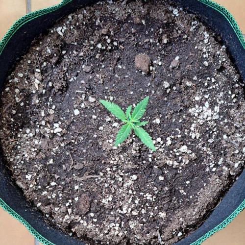 Super Boof on Earth. Week 3 - Day 17