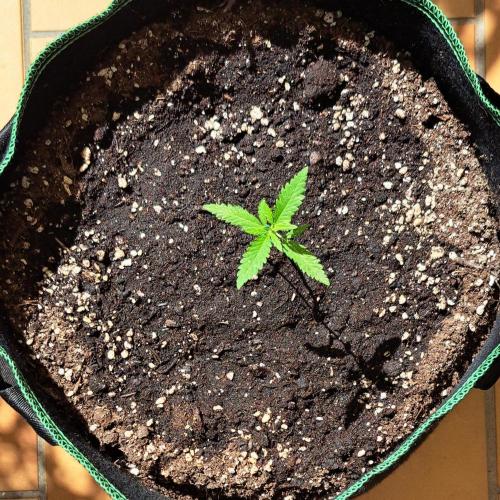 Super Boof on Earth. Week 3 - Day 19