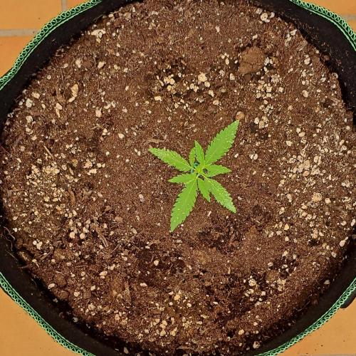 Super Boof on Earth. Week 3 - Day 21