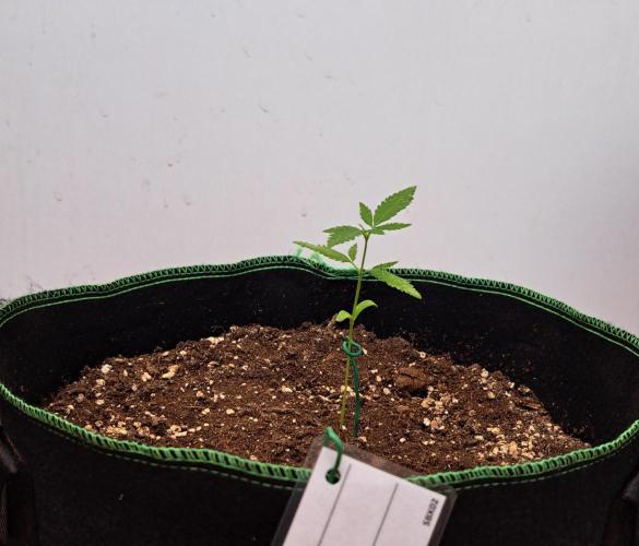 Super Boof on Earth. Week 3 - Day 21