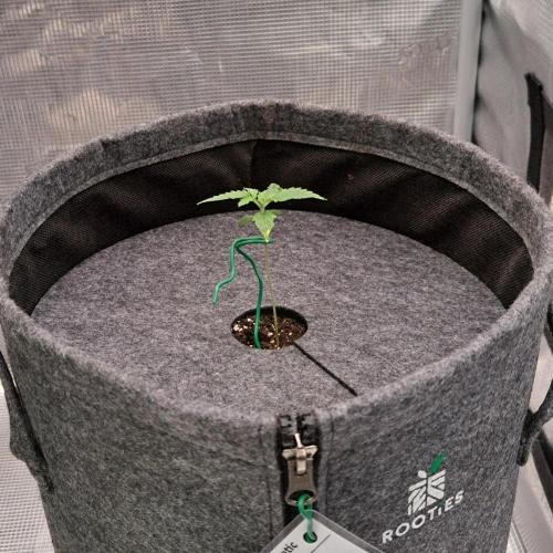 Berry Blues on the Roots vor Venus. Week 2 - Day 8