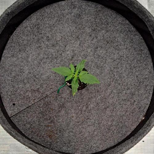 Berry Blues on the Roots vor Venus. Week 2 - Day 9