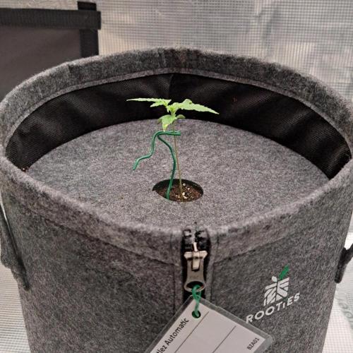 Berry Blues on the Roots vor Venus. Week 2 - Day 9