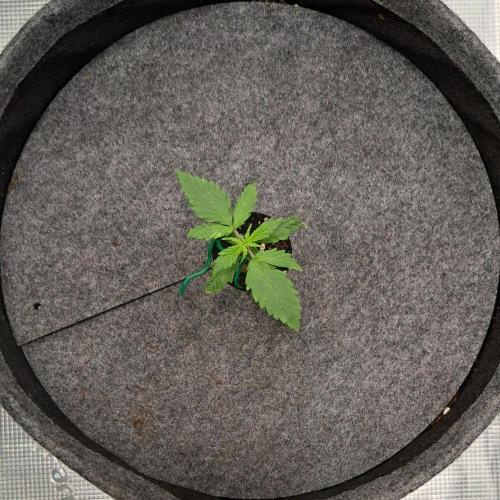 Berry Blues on the Roots vor Venus. Week 2 - Day 10