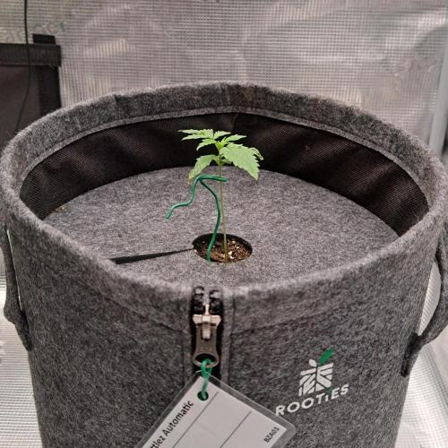 Berry Blues on the Roots vor Venus. Week 2 - Day 10