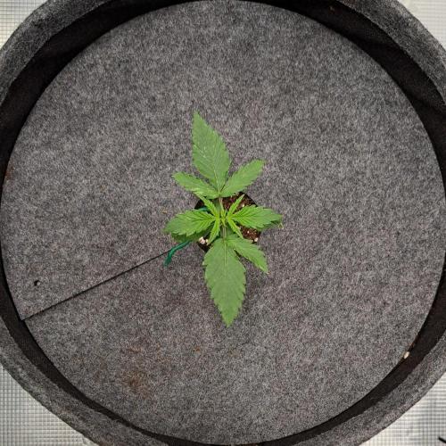 Berry Blues on the Roots vor Venus. Week 2 - Day 11