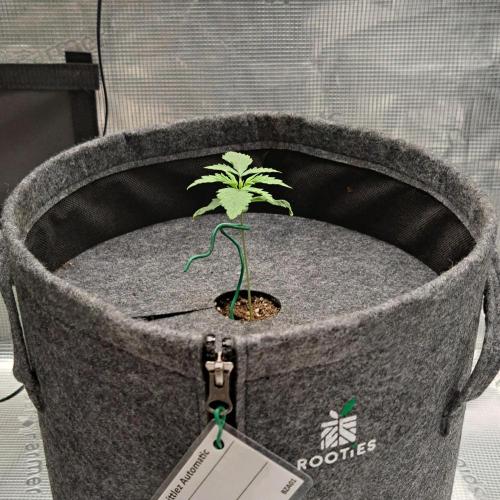 Berry Blues on the Roots vor Venus. Week 2 - Day 11