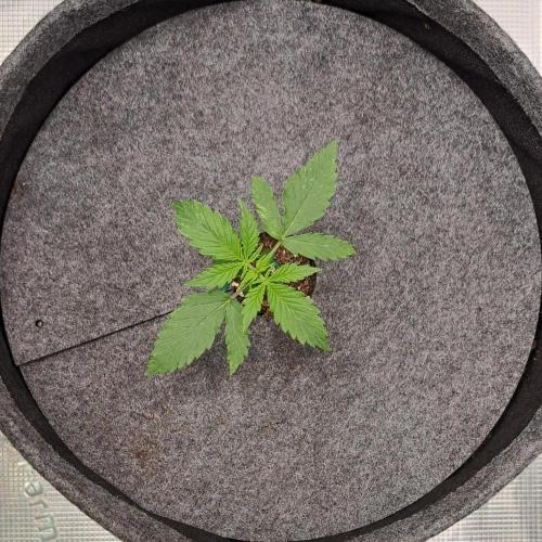 Berry Blues on the Roots vor Venus. Week 2 - Day 12