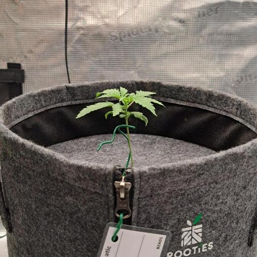 Berry Blues on the Roots vor Venus. Week 2 - Day 12