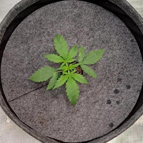 Berry Blues on the Roots vor Venus. Week 2 - Day 13
