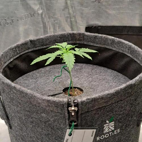 Berry Blues on the Roots vor Venus. Week 2 - Day 13