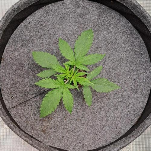 Berry Blues on the Roots vor Venus. Week 2 - Day 14