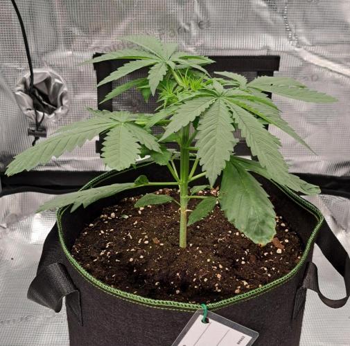 Purple Bananas spotted on Mars. Week 4 - Day 22