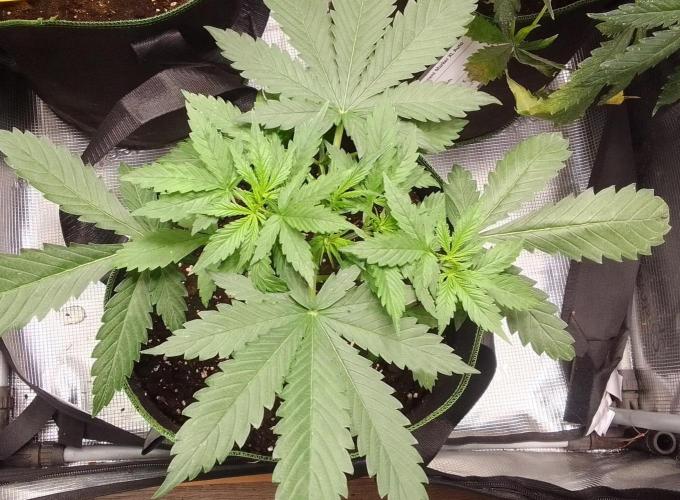 Purple Bananas spotted on Mars. Week 4 - Day 23