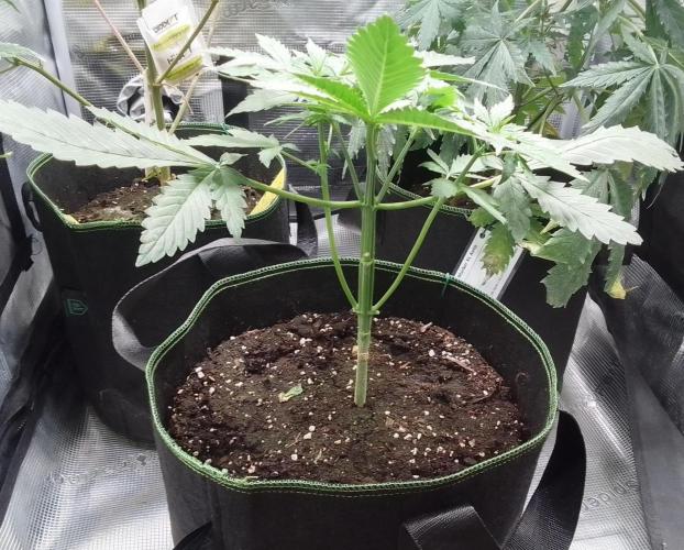 Purple Bananas spotted on Mars. Week 4 - Day 23