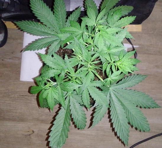 Purple Bananas spotted on Mars. Week 4 - Day 24