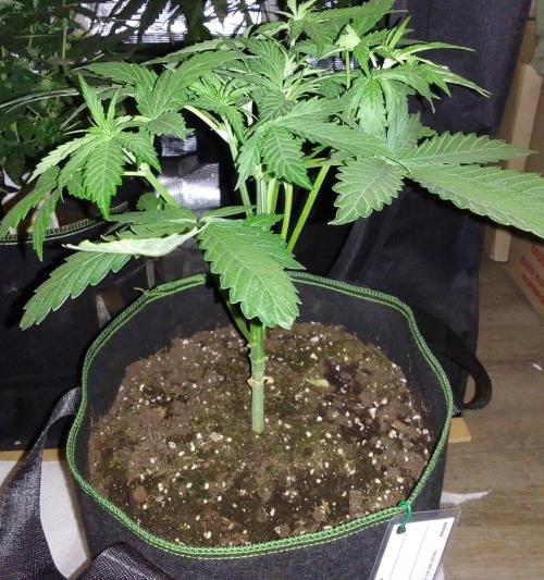 Purple Bananas spotted on Mars. Week 4 - Day 24