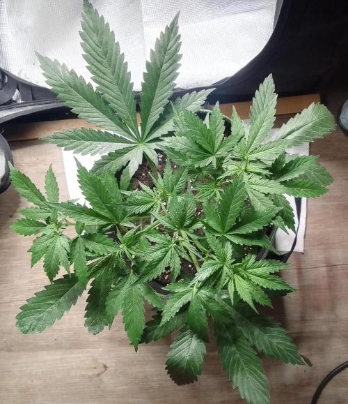 Purple Bananas spotted on Mars. Week 4 - Day 25