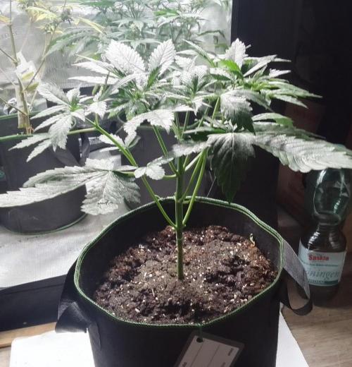 Purple Bananas spotted on Mars. Week 4 - Day 25