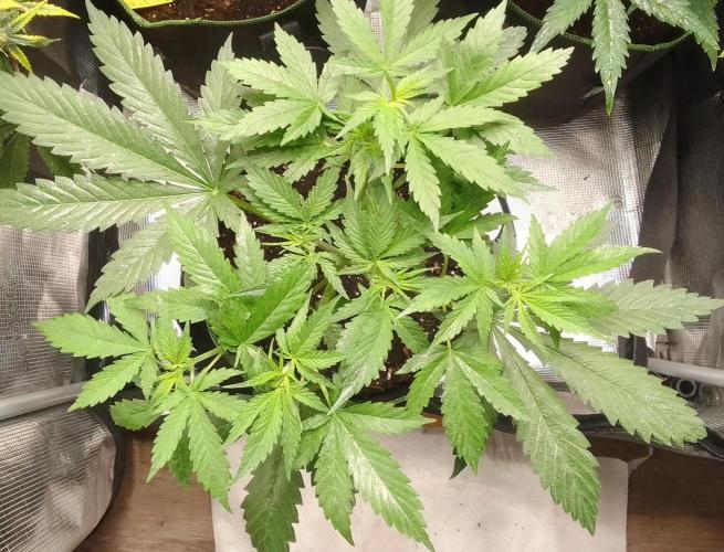 Purple Bananas spotted on Mars. Week 4 - Day 26