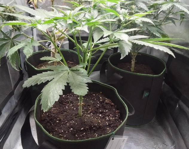 Purple Bananas spotted on Mars. Week 4 - Day 26