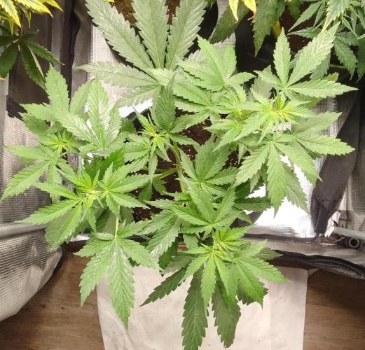 Purple Bananas spotted on Mars. Week 4 - Day 27