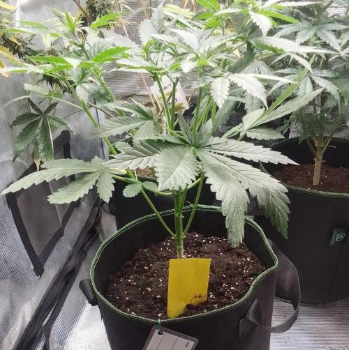 Purple Bananas spotted on Mars. Week 4 - Day 27