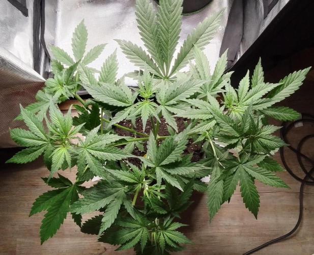Purple Bananas spotted on Mars. Week 4 - Day 28