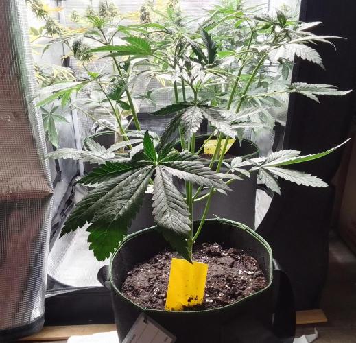 Banana Purple Auto. Week 4