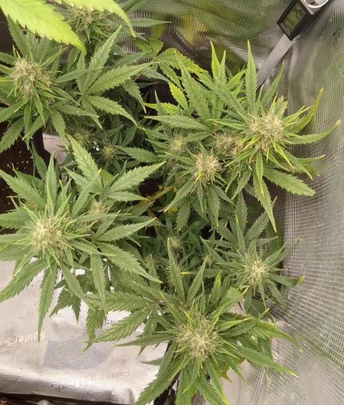 Permanent Marker XL Auto®. Week 9