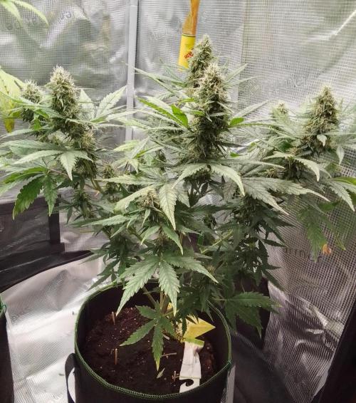 Permanent Marker XL Auto®. Week 9