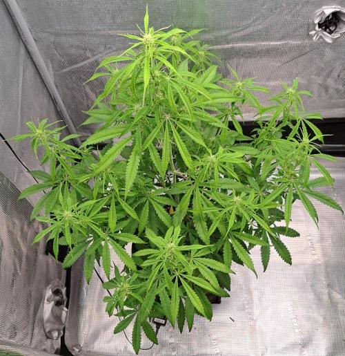 Red Velvet on Venus. Week 7 - Day 44