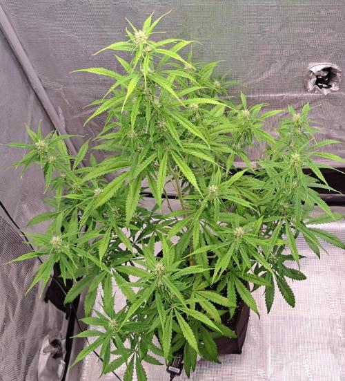 Red Velvet on Venus. Week 7 - Day 47