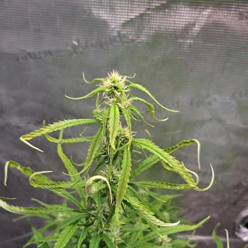 Red Velvet on Venus. Week 7 - Day 49 wtf...