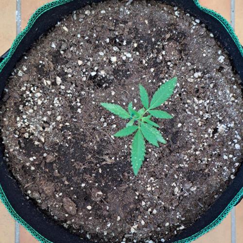 Super Boof on Earth. Week 4 - Day 23