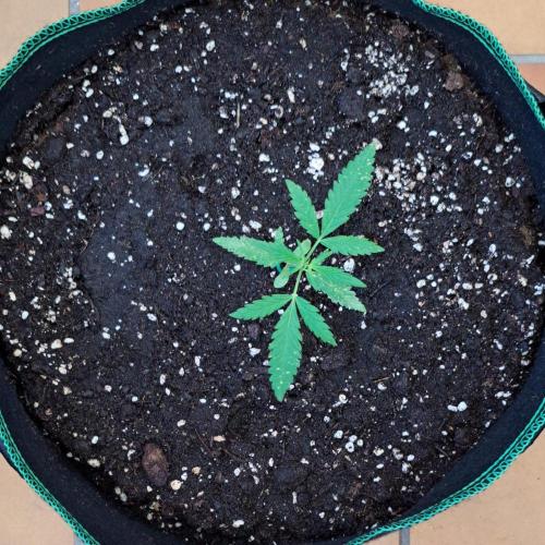 Super Boof on Earth. Week 4 - Day 24