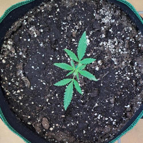 Super Boof on Earth. Week 4 - Day 25