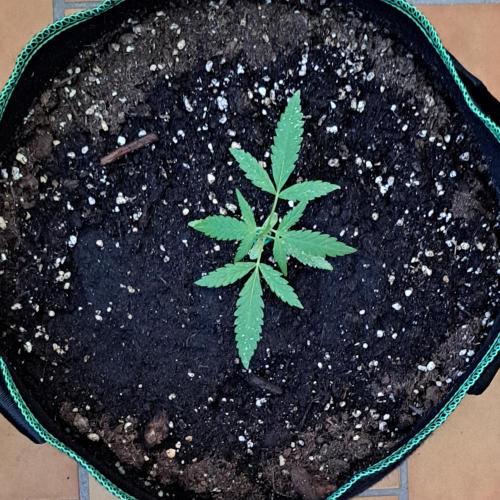 Super Boof on Earth. Week 4 - Day 26