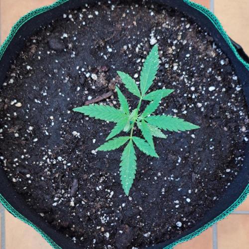 Super Boof on Earth. Week 4 - Day 27
