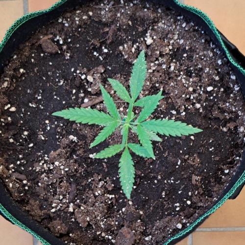 Super Boof on Earth. Week 4 - Day 28