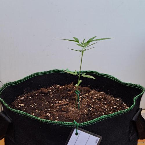 Super Boof on Earth. Week 4 - Day 28