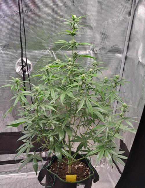 A tropical twist on Venus. Week 7 - Day 43