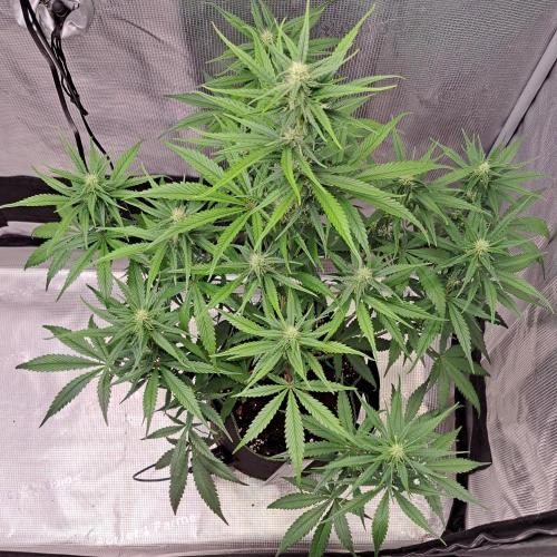 A tropical twist on Venus. Week 7 - Day 44