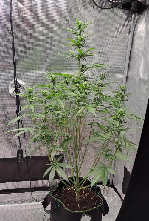 A tropical twist on Venus. Week 7 - Day 44