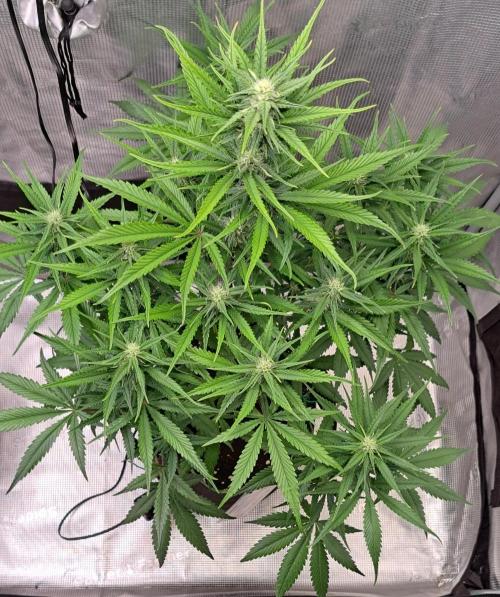 A tropical twist on Venus. Week 7 - Day 45