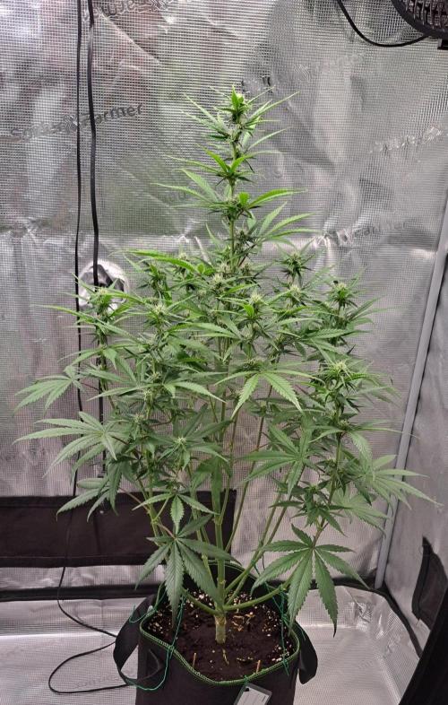 A tropical twist on Venus. Week 7 - Day 45