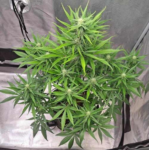 A tropical twist on Venus. Week 7 - Day 46