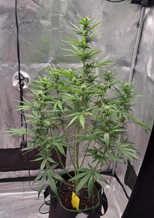 A tropical twist on Venus. Week 7 - Day 46
